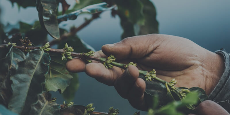 DE LA BOABĂ LA CEAŞCĂ