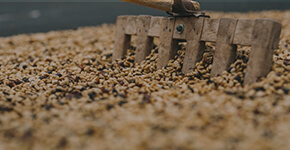 DE LA BOABĂ LA CEAŞCĂ